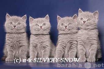 Продам: Только голубые британские котята