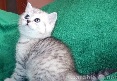 Продам: Британский голубой котенок и мрамор
