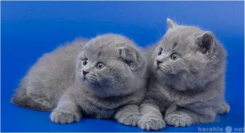 Продам: Шотландские котята голубого окраса