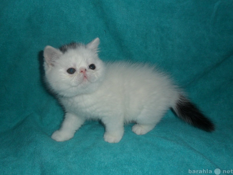 Продам: персидские котята