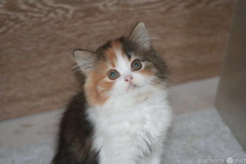 Продам: Шотландские котята вариация прямого уха