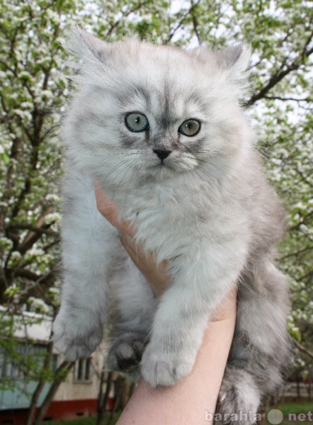 Продам: Продается персидский котенок классическо