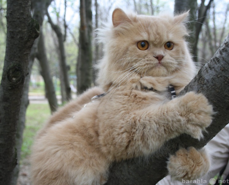 Продам: вязка персидский кот!