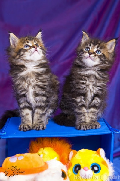 Продам: Очаровательные котята мейн кун-котята ры