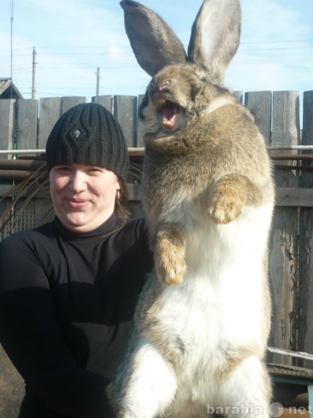 Продам: Кролики гиганты Фландр