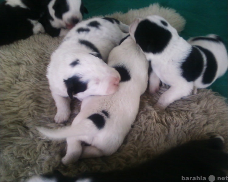 Продам: щенки от итальянской овчарки