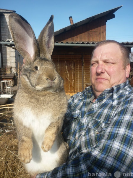 Продам: Кролики гиганты Фландр