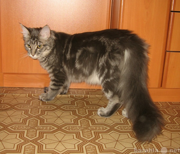 Продам: Котята породы мейн-кун