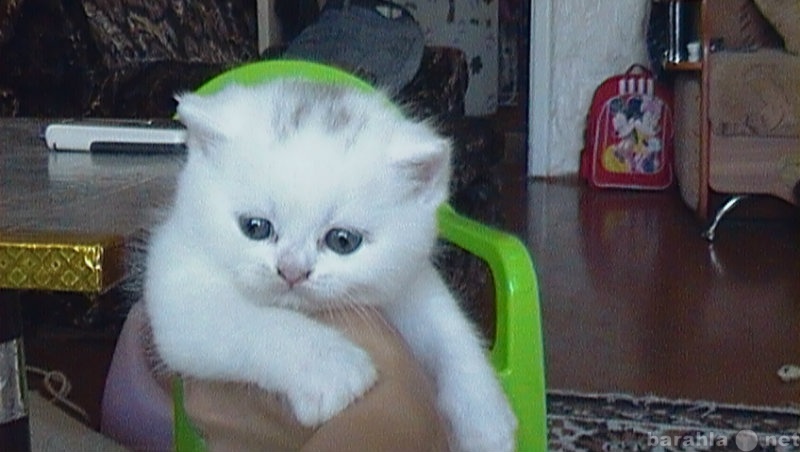 Продам: британский белый котик