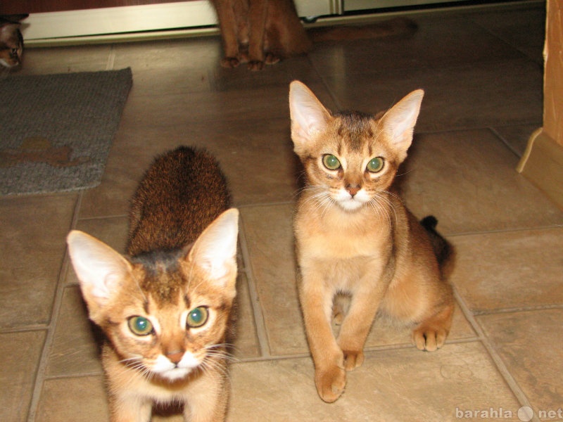 Продам: абиссинские котята