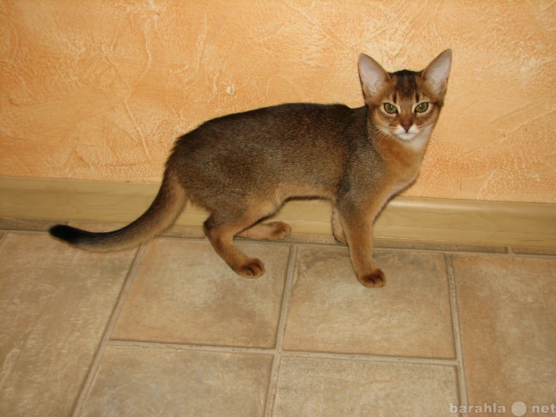 Продам: абиссинская кошка