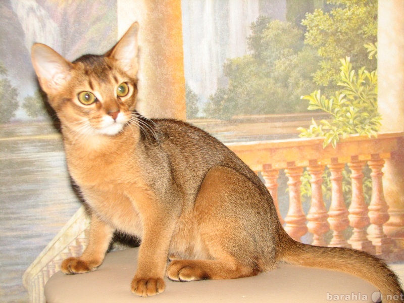 Продам: абиссинский кот