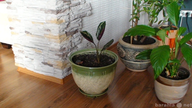 Продам: Калатея Розеопикта и др комнатн растения