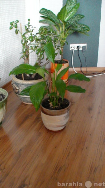 Продам: Спатифиллум и другие комнатные растения