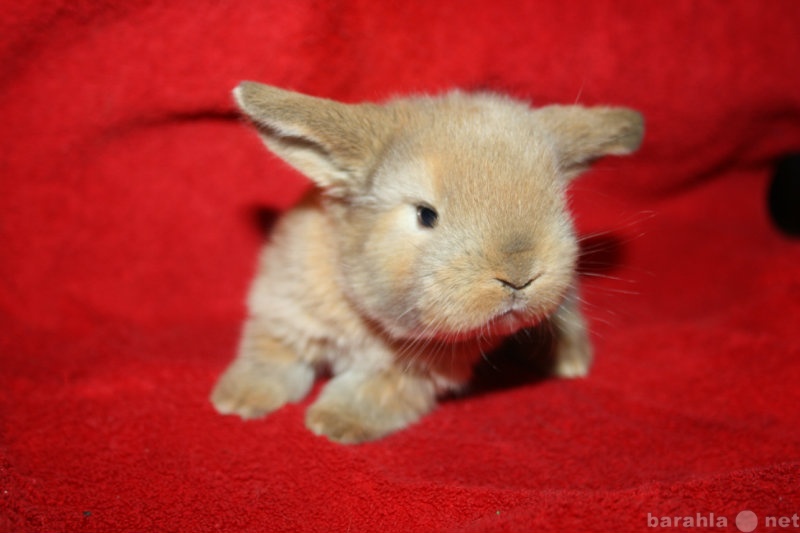 Продам: Карликовые вислоухие кролики