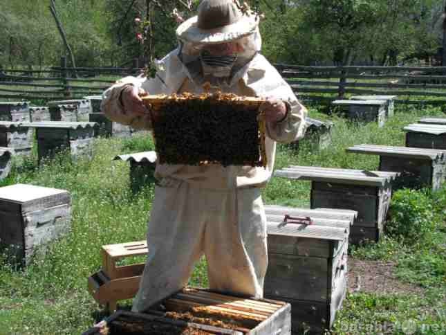 Продам: Пчелопакеты