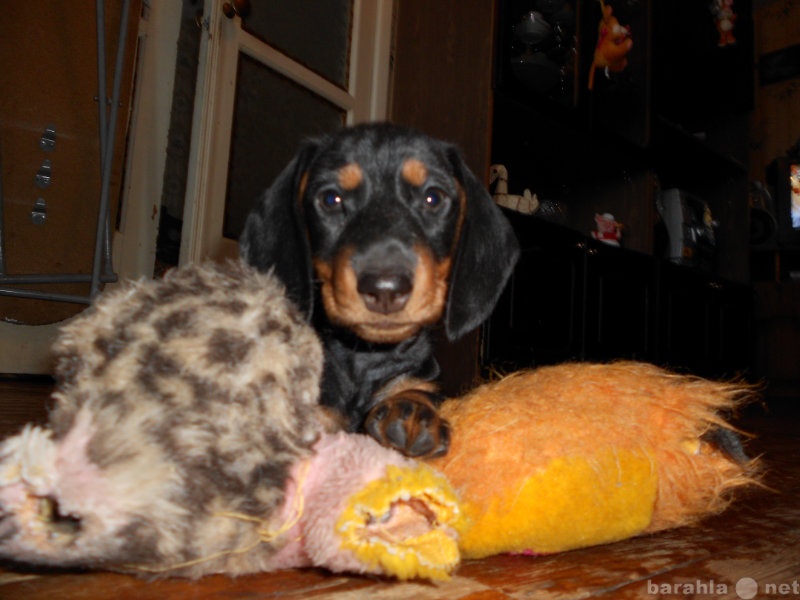 Продам: щенок карликовой таксы,девочка,2 месяца