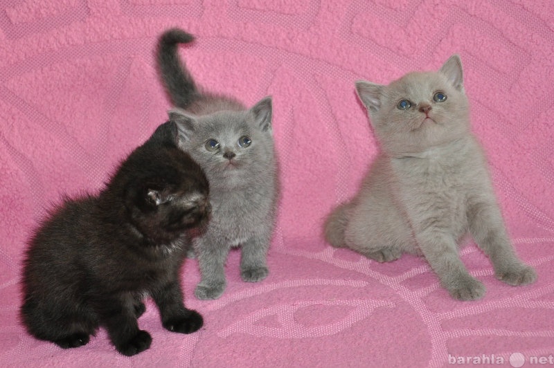Продам: Котята британской короткошерстной кошки