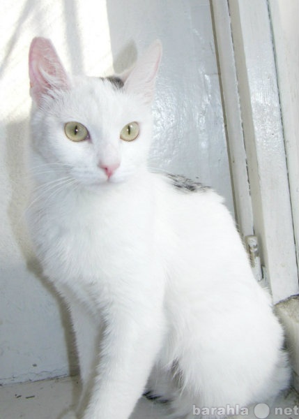 Продам: Кошка Либерти, 2 года. Стерилизована, пр