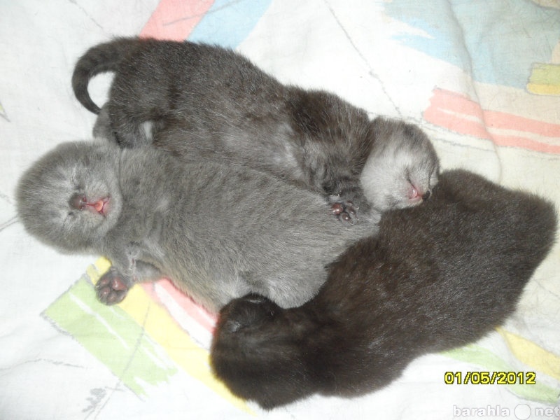 Какие котята рождаются у черной кошки. Новорожденные скоттиш фолд. Новорожденные котята скоттиш фолд. Новорожденные котята Шотландские вислоухие. Вислоухие котята шотландцы Новорожденные.