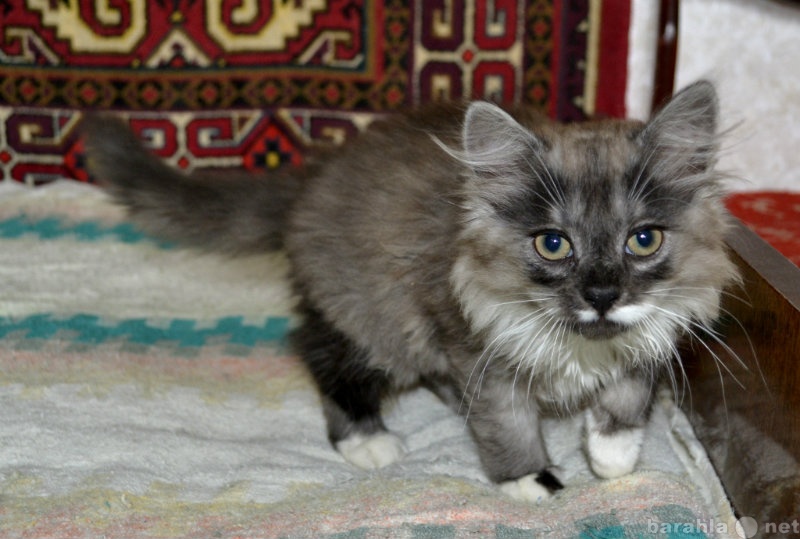 Продам: Котенок персидский