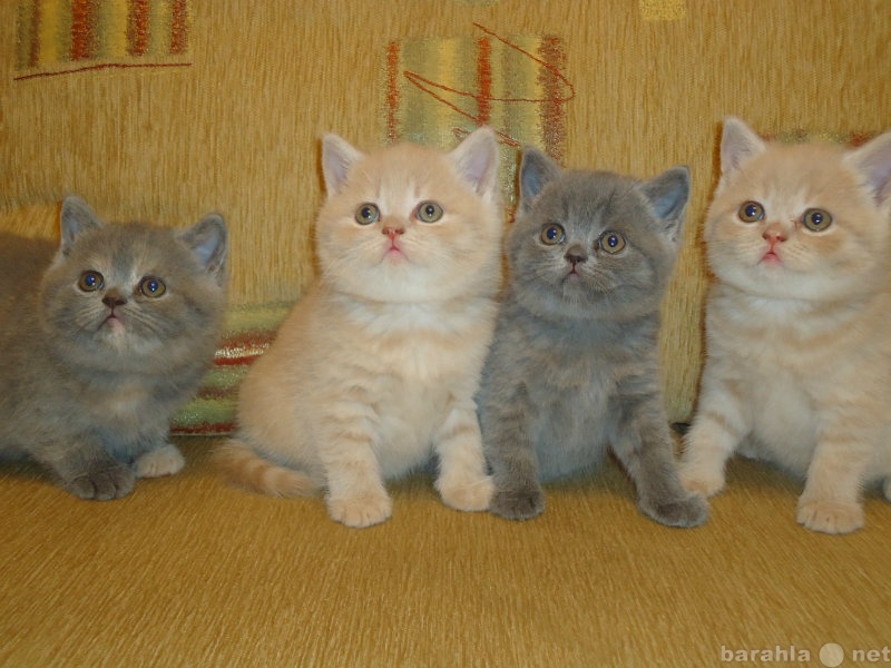 Продам: британские котята 1,5 месяца