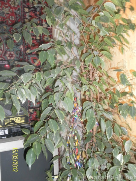 Продам: ухоженные растения для дома и офиса