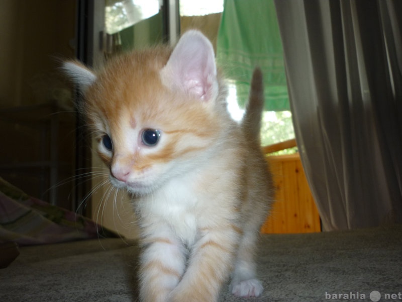 Продам: Сибирского котёнка. Рыжий пушистый шалун
