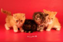 Продам: экзотические короткошерстные котята