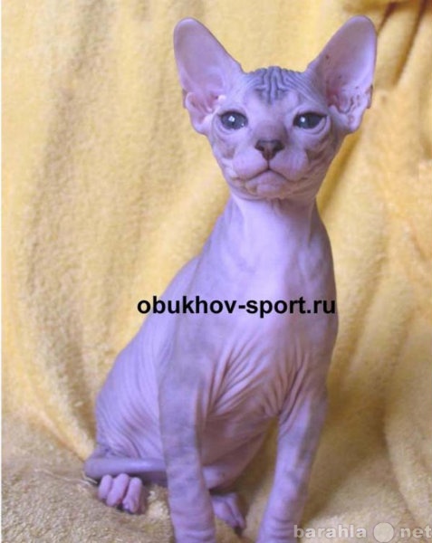 Продам: Донской Сфинкс-котенок(резина)