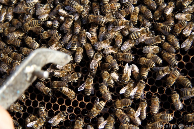 Продам: Распродажа пчелопакетов