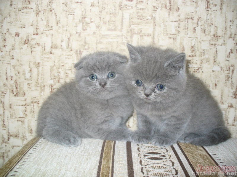 Продам: Британские голубые котята