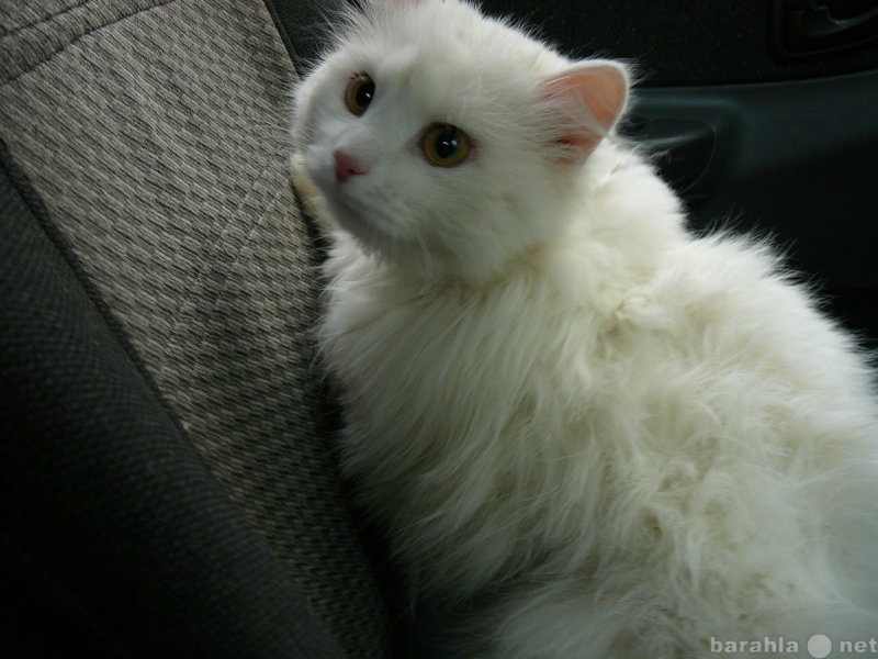 Отдам даром: Кот 1 год, длинношерстный белый, кастрир