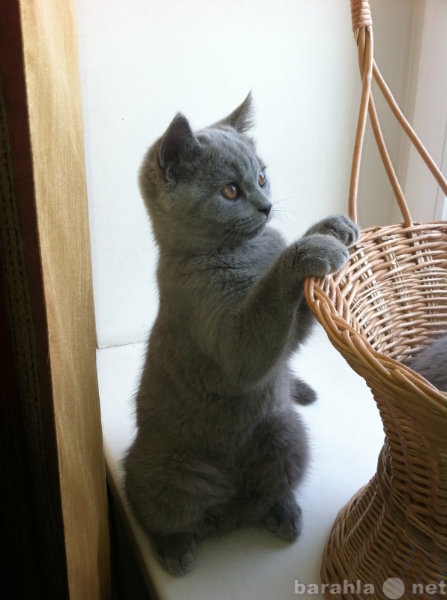 Продам: Британские голубые котята, срочно