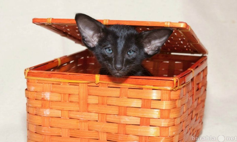 Продам: черные и шоколадные ориентальные котята