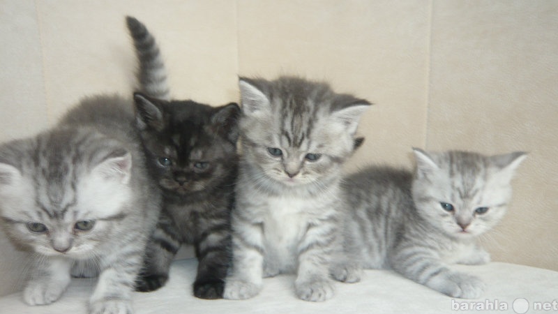 Продам: короткошерстных британских котят