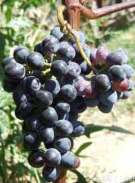 Продам: черенки винограда и саженцы урожайных со