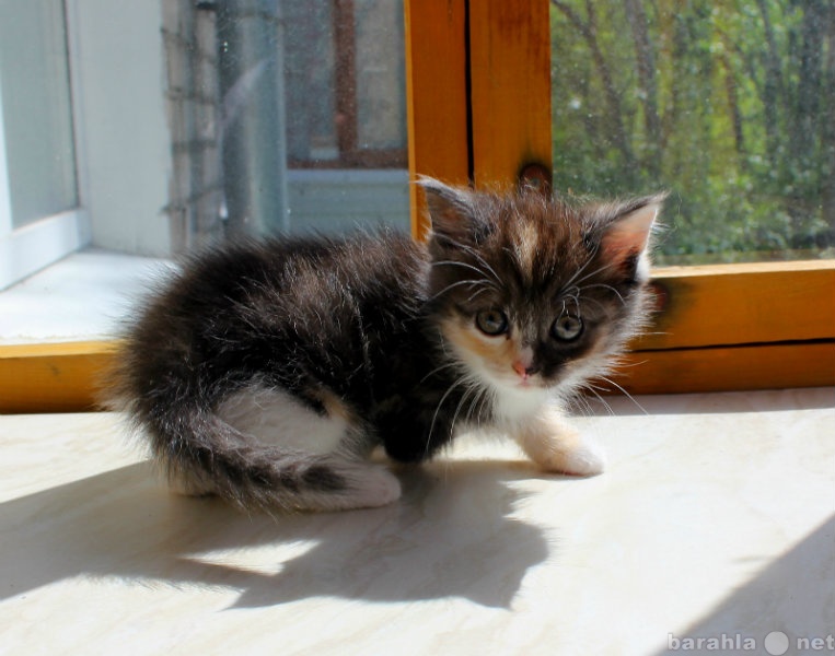 Отдам даром: Котята Сибирской кошки