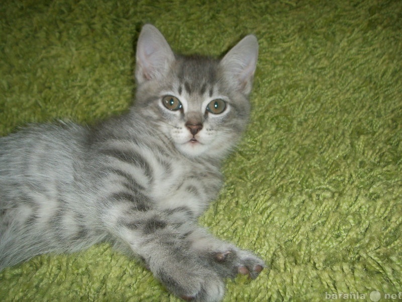Продам: Очаровательные сибирские котята