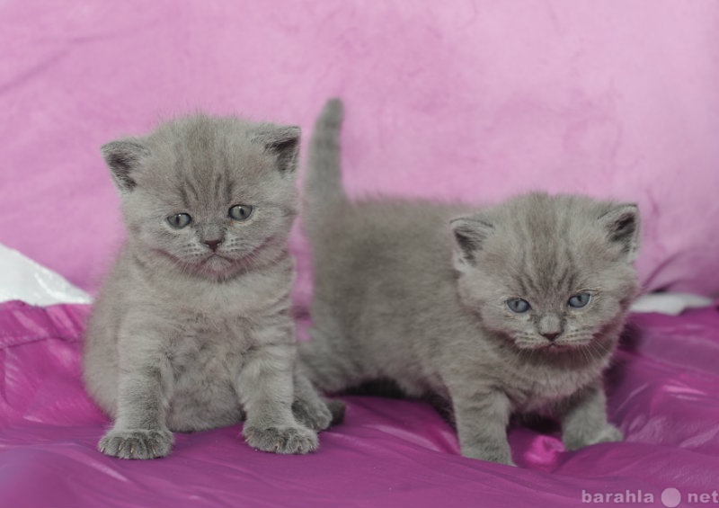Продам: Британские голубые котята