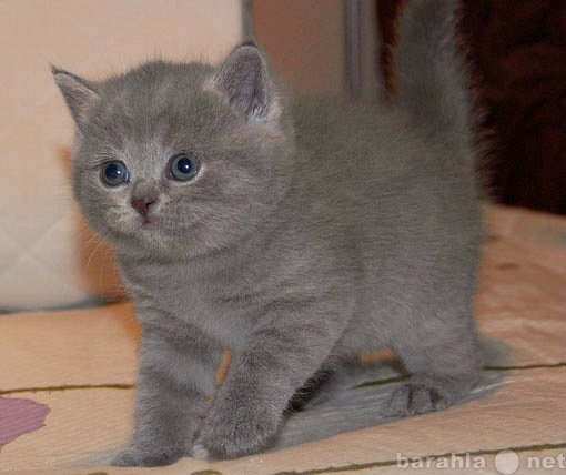 Продам: Британский голубой котенок