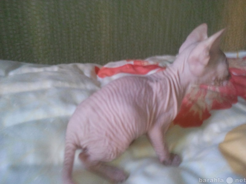 Продам: котят породы донской сфинкс
