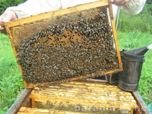 Продам: Пчелопакеты карпатка