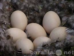 Продам: Гусиные яйца с собственной фермы