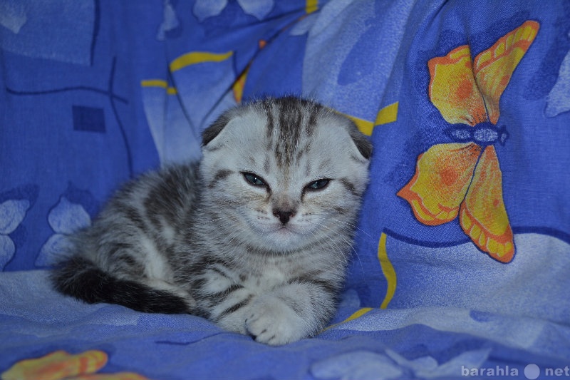 Продам: вислоухий котенок мраморного окраса