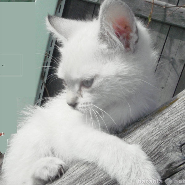 Продам: сиамская котенок