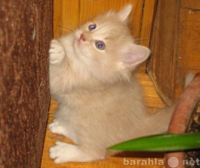 Продам: Котята сибирские палевые
