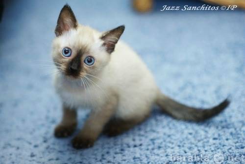 Продам: Тайский котенок (питомник Санчитос)