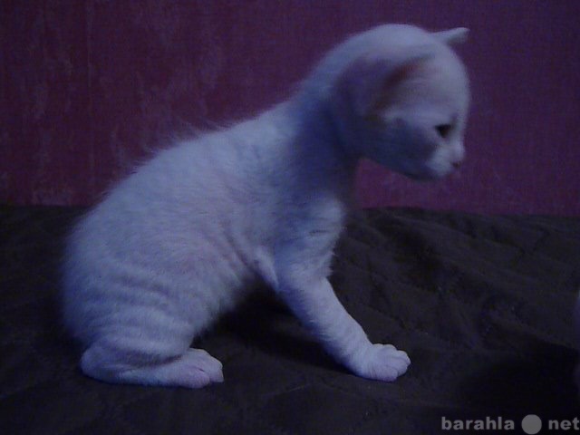 Продам: Котенка донского сфинкса (белый брашик)