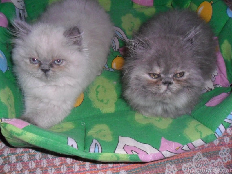 Продам: персидский котенок